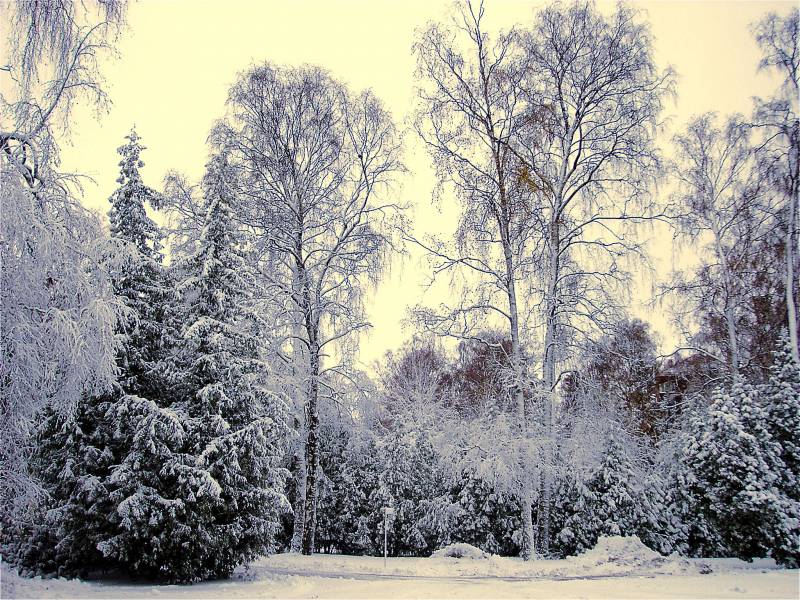 winter 2