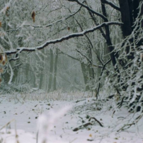 Frozen Forest