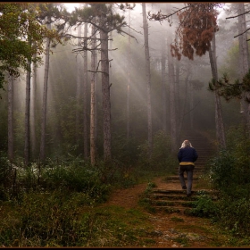 Mystic Forest