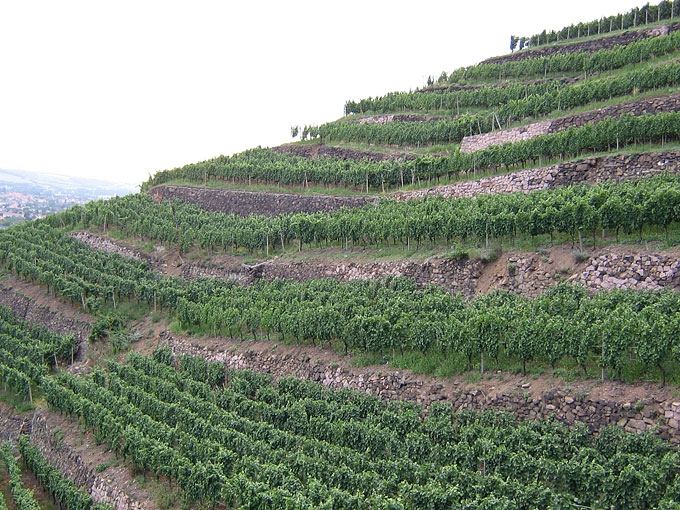 Weinbergen