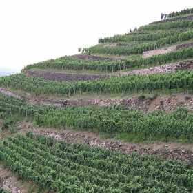 Weinbergen