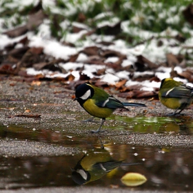 bird reflection