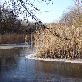 Ледено