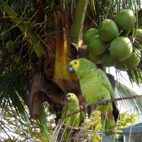 Izvun kletkata, Brazil, 2005