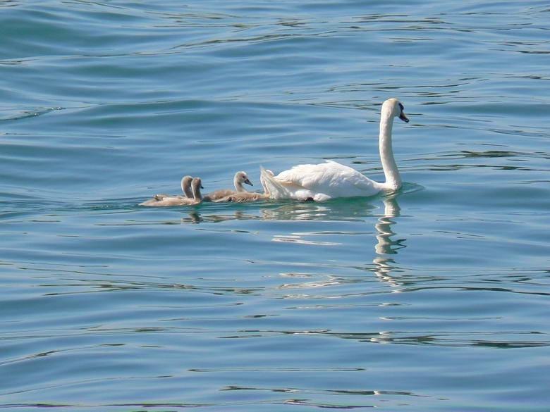 Swan