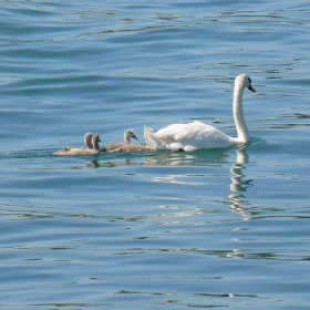 Swan