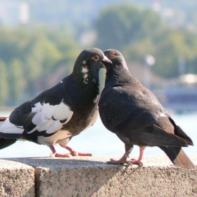 Pigeon
