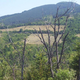 сами