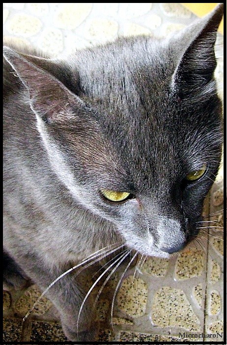 Пешо котаракът