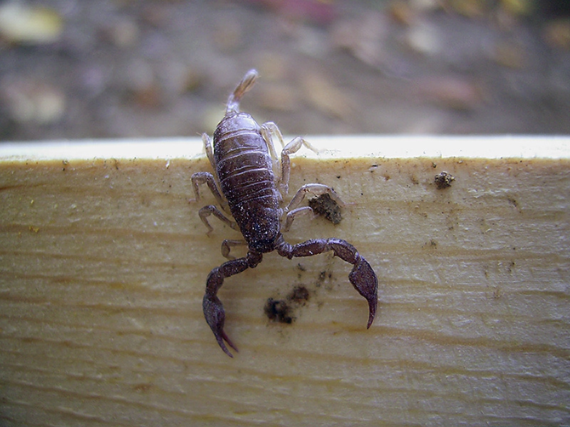 Scorpion