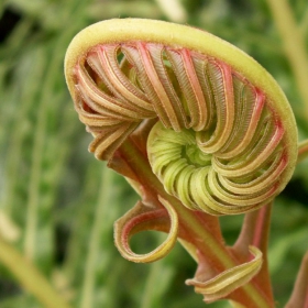 Blechnum brasiliense