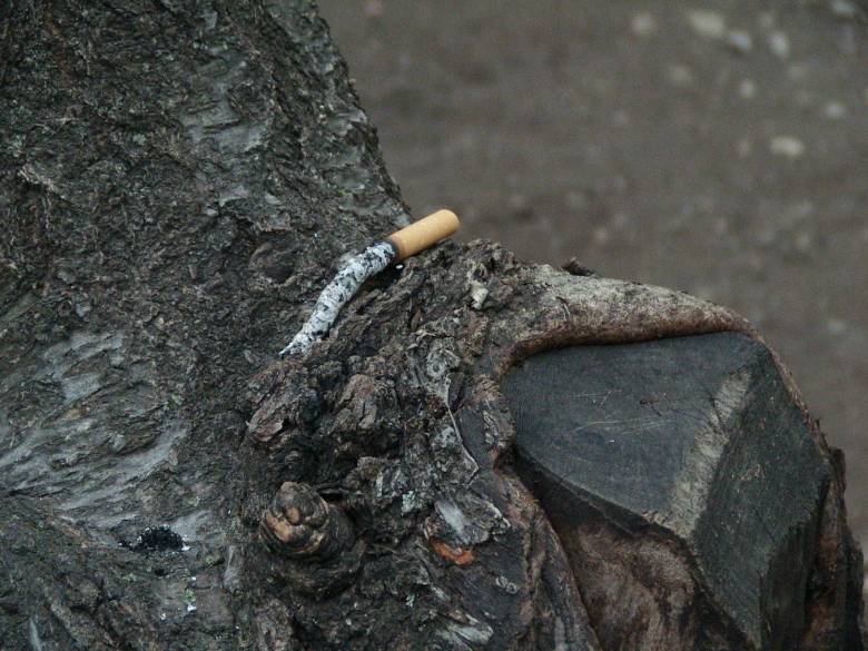 cigara_na_darvo