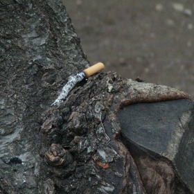 cigara_na_darvo