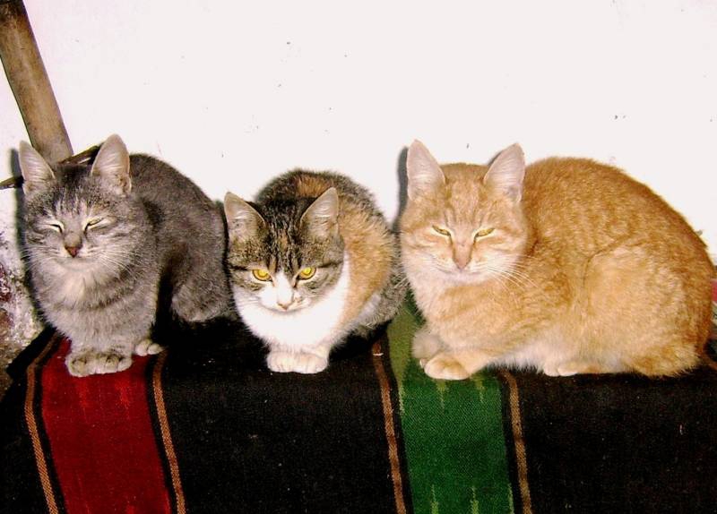 Котки