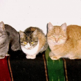 Котки