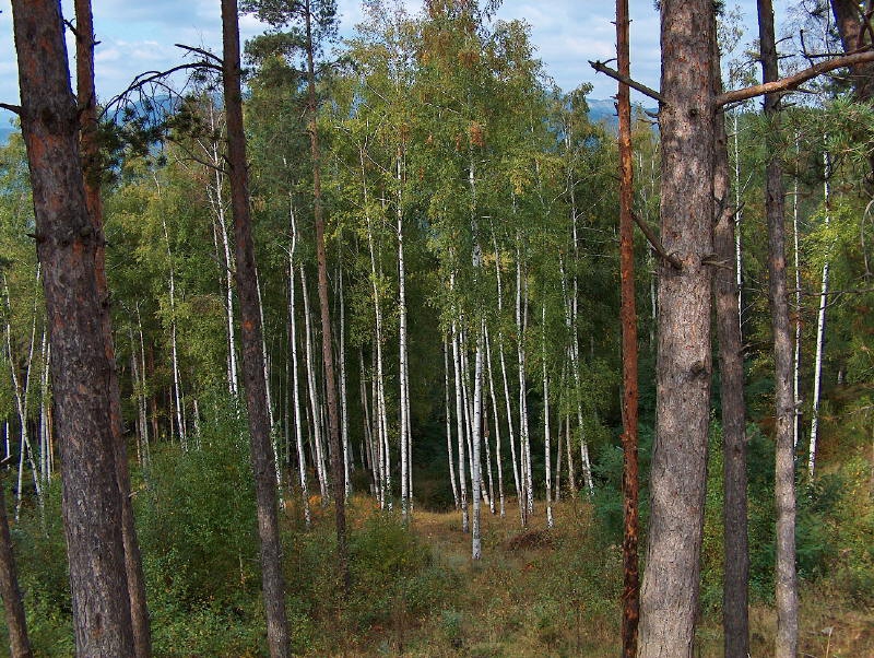 Сред боровата гора