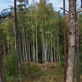 Сред боровата гора