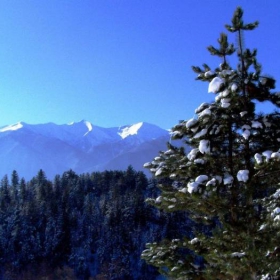 зимна красота
