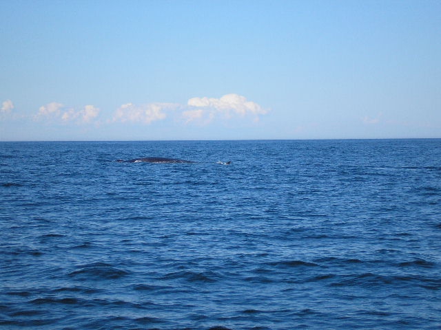whale