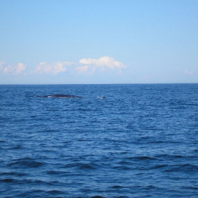 whale