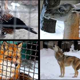 ZOO  - В зоопарке холодно