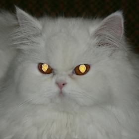 Коте