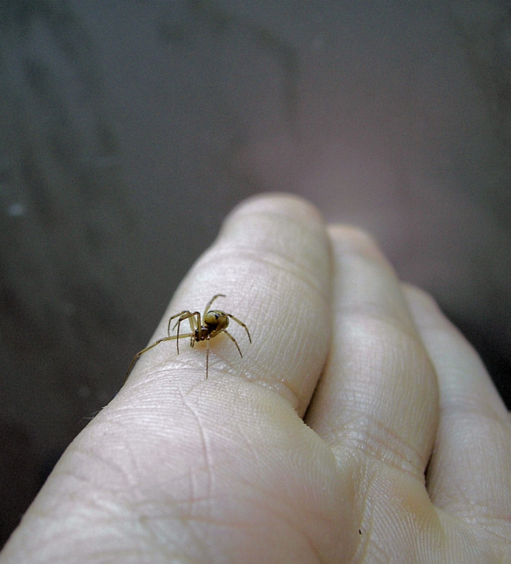 Spider
