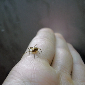 Spider