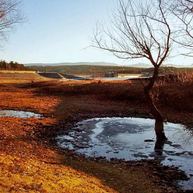 Замръзнали корени