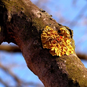 Xanthoria Parietina