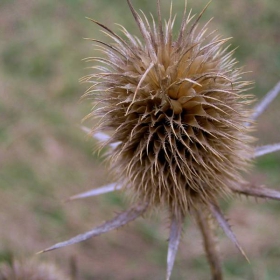 thistle