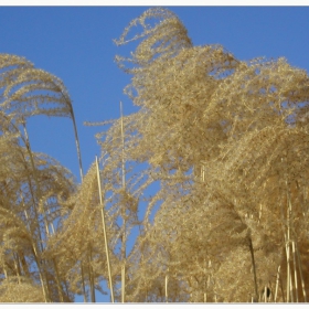 wheat in the wind...