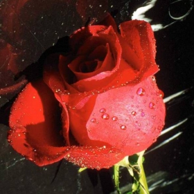roza