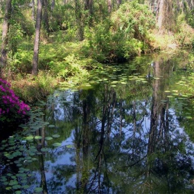 Swamp next to our tents:)