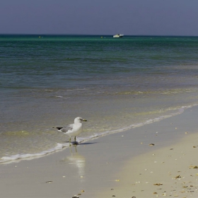 Lonely Seagull...