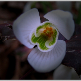 ..white beauty...