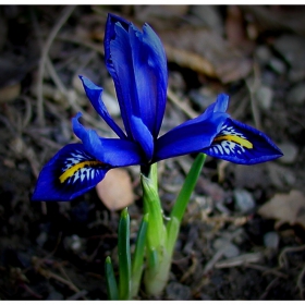 ...Iris 2...