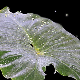 Leaf and Drops