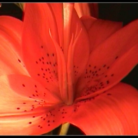 orange flower