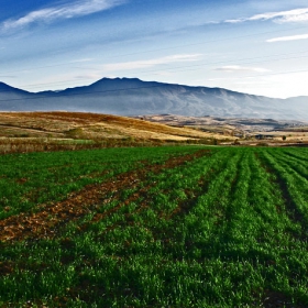 Green, green grass II