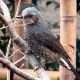 Curious bird