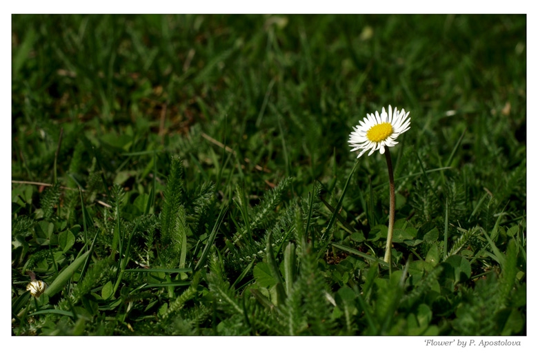 Flower