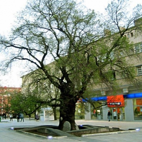 Старият бряст(Ulmus kampestris) – около 1000 години