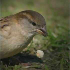 .. fASt  fOOd ..