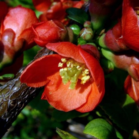 Flowers in Red