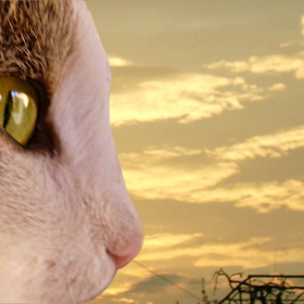 lovecat