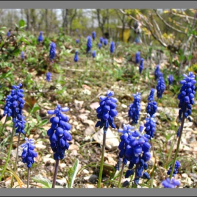 Spring in blue