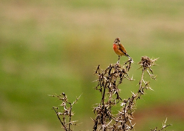 Конопарче (Carduelis cannabina)