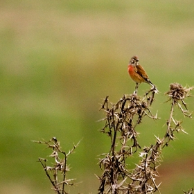 Конопарче (Carduelis cannabina)