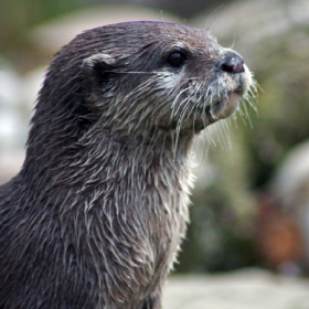 Otter